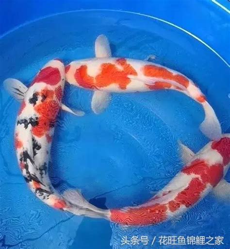 鯉魚 顏色